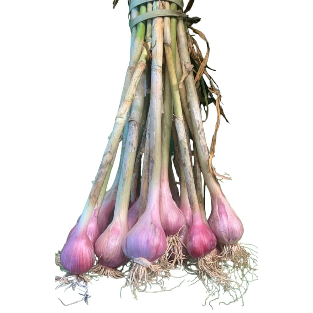 Local Garlic, 1 bunch