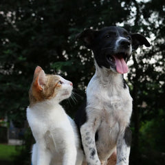 Collection image for: Pet Care