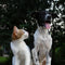 Pet Care