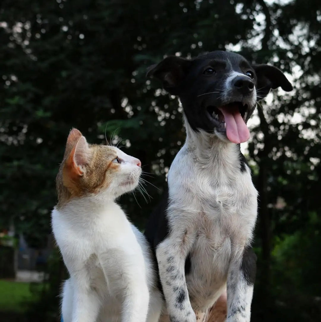 Pet Care