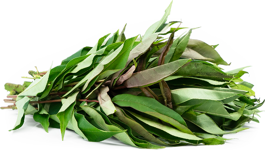 Michinga Patta/Sichuan, 1 Bunch