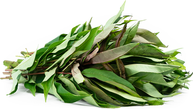 Michinga Patta/Sichuan, 1 Bunch