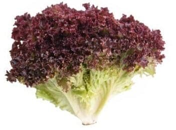 Romaine Lettuce, 1 Head