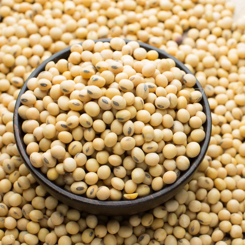Soybean Seeds, 1kg – NagaBazaar™
