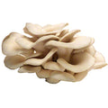 Oyster Mushroom, 1Kg