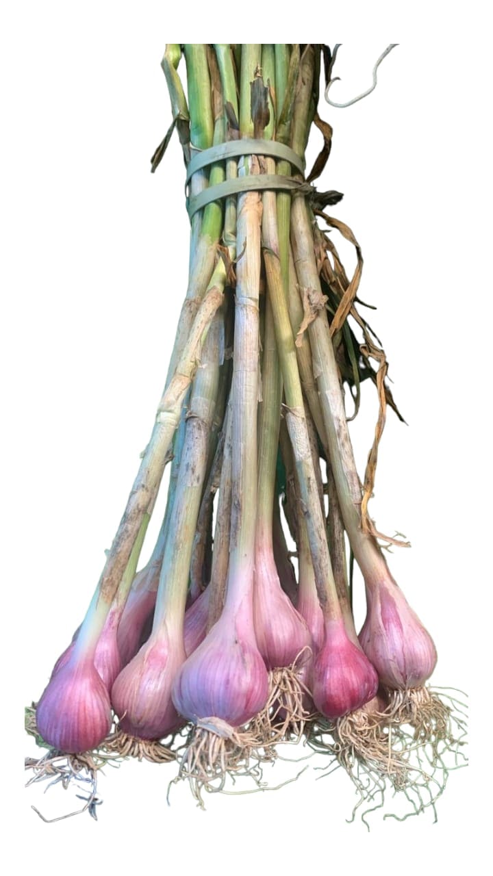 Local Garlic, 1 bunch