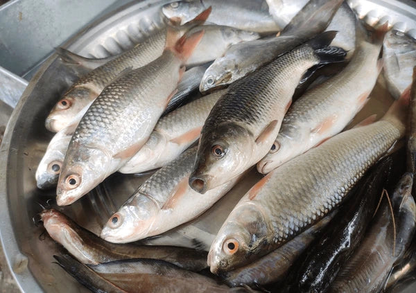 Labeo Boga, 1kg