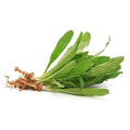 Local Coriander Leaf, 2 Bunch
