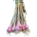 Local Garlic, 1 bunch