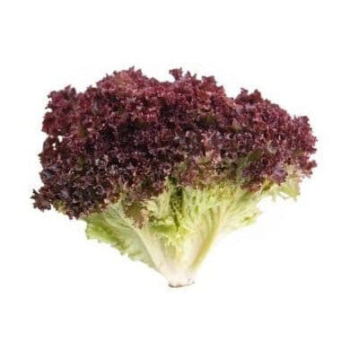 Romaine Lettuce, 1 Head