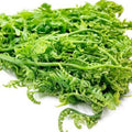Dhekia Xaak, Fiddlehead Ferns, 1 Bunch